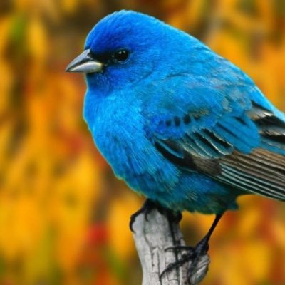 HablandoPajaros's profile picture. Sarcasmo, humor negro, zascas