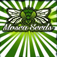 Mosca Seeds(@MoscaSeeds) 's Twitter Profileg