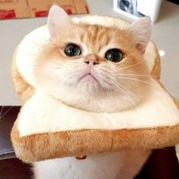 こやね (@fly_it_future) Twitter profile photo