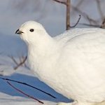 professional failure // avid ptarmigan supporter
call me what you like he/she/they i dont care
#transrightsarehumanrights