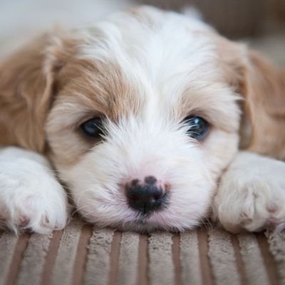 SueWest4444's profile picture. Country gal with old fashioned values and morals, hate liars, cheats, mind games, idiots.