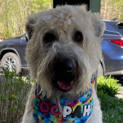 Celts, Pats, Bruins, Sox! photography nut, #UglyDogs, I stand with Canada