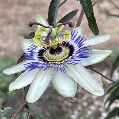 oceuazul1's profile picture. 