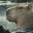 P_Yamaster's profile image