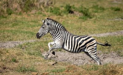 Just a dazzle of zebras, living our best lives in the Washington DC suburbs 🦓💨