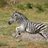 Maryland Zebras
