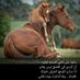Abdelhadi_aboud_alshamisi (@abdelhadishamis) Twitter profile photo Abdelhadi_aboud_alshamisi (@abdelhadishamis) Twitter profile photo