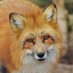 @Foxeyes83