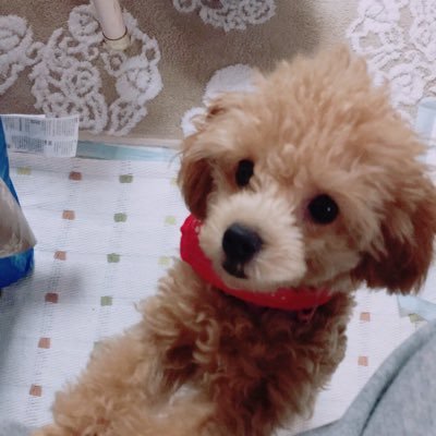 いいね多め。 きくうしを絶賛フォロー中。 グラブルエンジョイ勢。 周年で、玉髄貰えると見込んで、賢者止めてた間抜けです💢