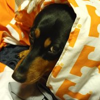 Phillip C(@MyDivaDachshund) 's Twitter Profile Photo