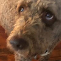 Lucas (@lucasblocks1) 's Twitter Profile