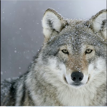 @WolfDogGrey1