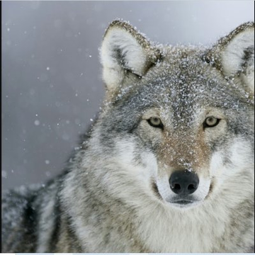 WolfDogGrey1 Profile Picture