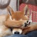 HAKU (@hakushiba1027) Twitter profile photo HAKU (@hakushiba1027) Twitter profile photo