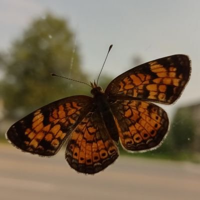 StrangeMineral's profile picture. 