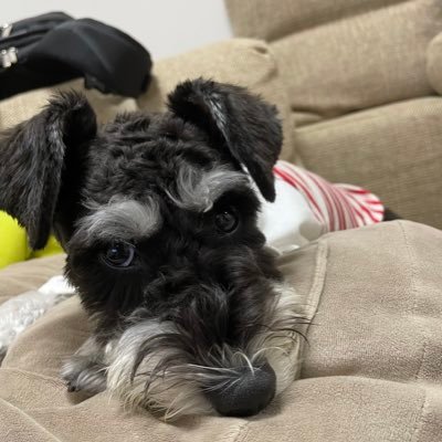 muku0923's profile picture. 