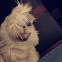 ت (@chill37hx) 's Twitter Profile