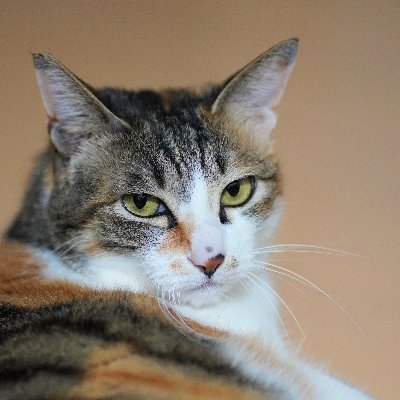 瞳孔が縦(ネコ科)と横(鯨偶蹄目)+角の動物たちに惹かれる日々です✤「いいね」「リツイート」ありがとうございます✤基本的に雄は「男子・くん」、雌は「女子・さん」表示としています