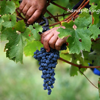 Sam Brewer (@yarran_wines) 's Twitter Profile