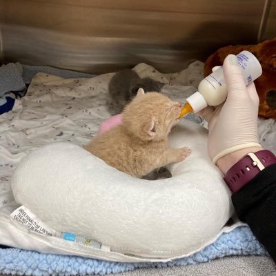 We are a rescue here in Xenia Ohio! We rescue orphan kittens that need help! We fix them and we get them healthy. We also find them a forever home! ♥️
