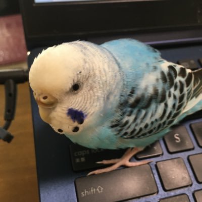 yukokonoビジネス英語を齧るももこさんのプロフィール画像