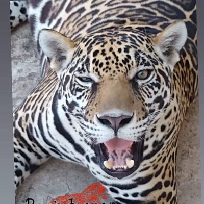 Pepe's Jaguar Kingdom Fundación A.C.
Registro Semarnat INE/CITES/DGVS-EF-P-0027-QROO./00