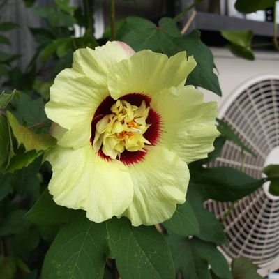 種から育てたレモン🍋を、メインに色々な植物を､育てています。
 洋裁、釣り、キャンプ、オカメインコ(春ちゃん)など興味があることを、呟いています。
よろしくお願いします。
Dm❌エロ垢❌不要