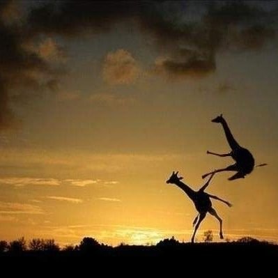 amooooooomal's profile picture. 