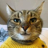 cicing (@kucingcicing) 's Twitter Profile