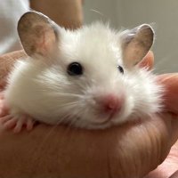 Hana (@buw0y) 's Twitter Profile