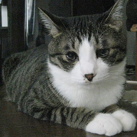 カリブでしゅ。2009年5月生まれの野良あがり。コドモん時ひいた猫風邪のせいでいつも涙目でしゅが、あんまり気にせず、暢気にやってまつ。