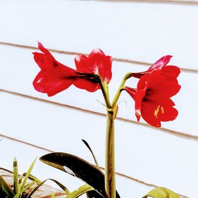 HERIGUNADI17's profile picture. Sportifitas