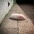 whypig_08051005