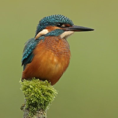 Tranquil Oxfordshire wetlands and their amazing wildlife. Becoming a Friend is free, please see our website!  Kingfisher image by Mark Chivers.