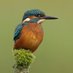 RadleyLakesTrust (@radleylakes) Twitter profile photo RadleyLakesTrust (@radleylakes) Twitter profile photo