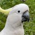 🐀 Cacatua galerita (@actualeyez) Twitter profile photo