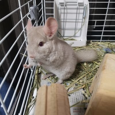 chinchilla_rt Profile Picture