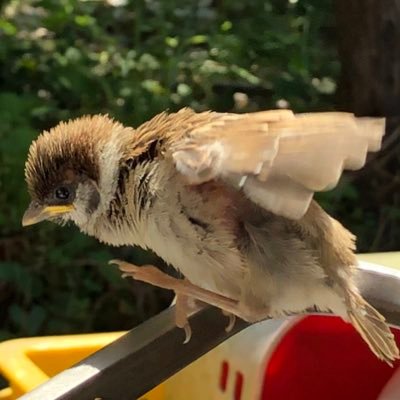 25↑一般会社員。1度推すとずっと推し続けるので推しは減りません。でもHappyなので良し! Artist:THE ALFEE/吉田拓郎/S&G/DOMOTO/米津玄師/Ado他 Game:FGO/刀剣乱舞/ポケモン 他 Comic:ハイキュー!!/夏目友人帳 他 書ききれないので他割愛。 基本雑食の人。