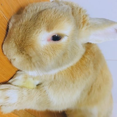 Apobangpo 💜🐹🐱ot⁷/ Bunny-animal lover/ Cruelty-Free beauty💄/🗣Eng&Jpn
