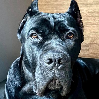 HolkovaMonika's profile picture. 