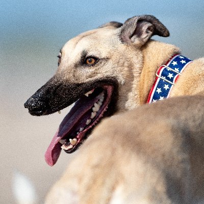 BoGreyhound's profile picture. Former pro athlete, now living, loving life in the Hamptons, New York🗽