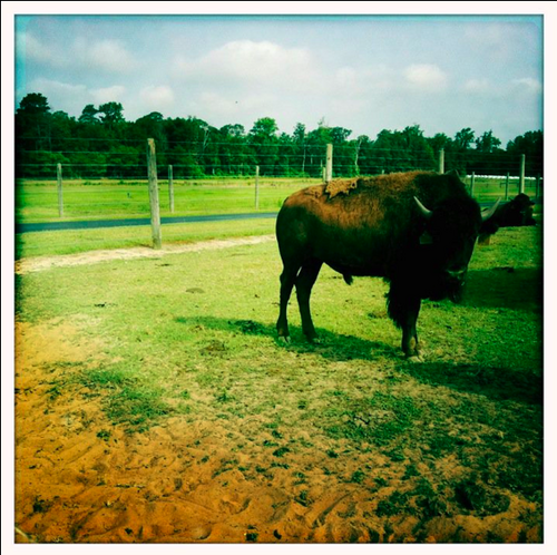 HerdOfMainSt's profile picture. AMERICAN MUSIC