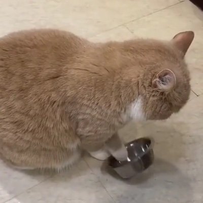 Sia_Su_'s profile picture. 