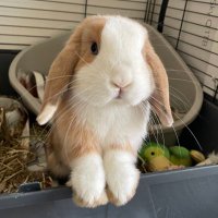 Barney the bunny(@Barney_bunny1) 's Twitter Profile Photo