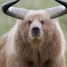 ConflictedBear's profile picture. Market-frustrated bear. Parody account. Inventor of the Snooze button. Honorary mayor of NashVegas. Ride weaponized gamma. Just musings not investment advice.