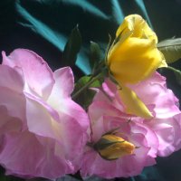 Tahsin (@tahsina50252659) 's Twitter Profile