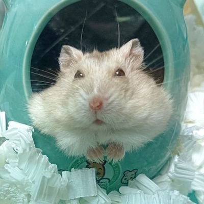 peacetree753's profile picture. 京都出身、横浜在住のＳＥ

☆好きなもの
　ゲーム、ネット通販、革製品、自転車、武術・格闘技、筋肉、ペット全般、yosugala（汐見まといさん推し）