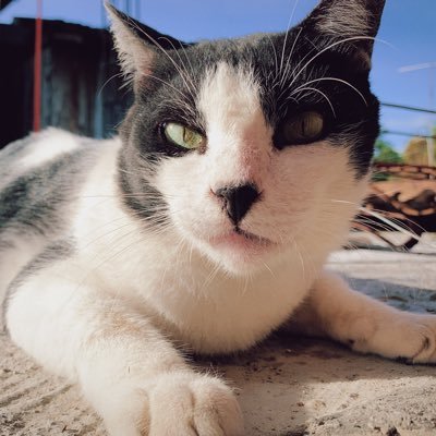 Mandu_Dumplin's profile picture. I’m an 11 year old dumplin 🥟 🌈