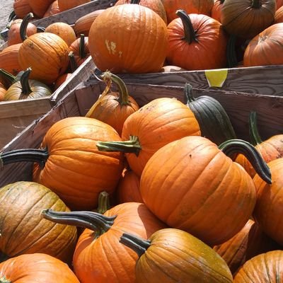 growers of the best pumpkins and friendliest cows