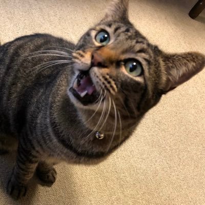 halumor's profile picture. 10年以上の海外生活後に日本帰国|色んな人が皆違って、それぞれ良い|万事塞翁が馬|健康維持にメガビタミン、糖質制限を実践|金融資産でお金と時間の自由を得るのが目標｜より多くの人と会話をしたいので中国語勉強中